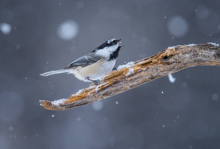 Black-capped Chickadee 