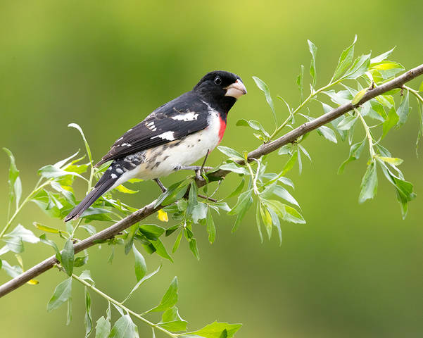 Пара. Красногрудый дубоносовый кардинал - Rose-breasted Grosbeak