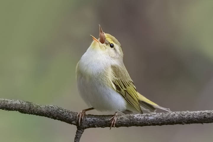 Пеночка.