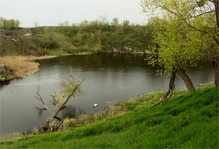 Одинокий лебедь