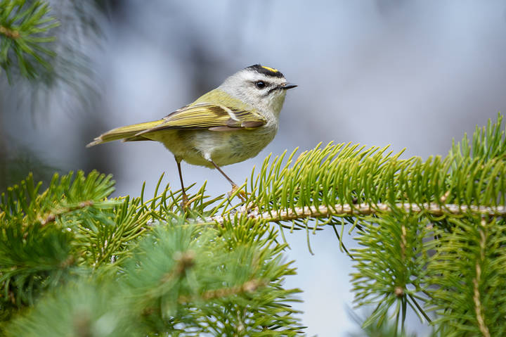 Golden-crowned Kinglet (adult male)
