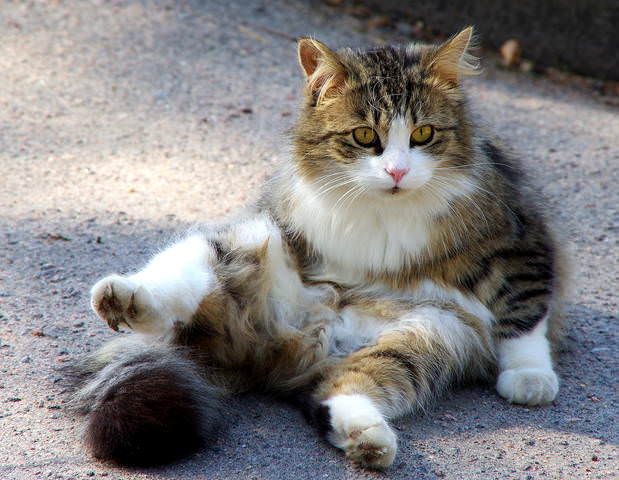 Кот и Ежик.