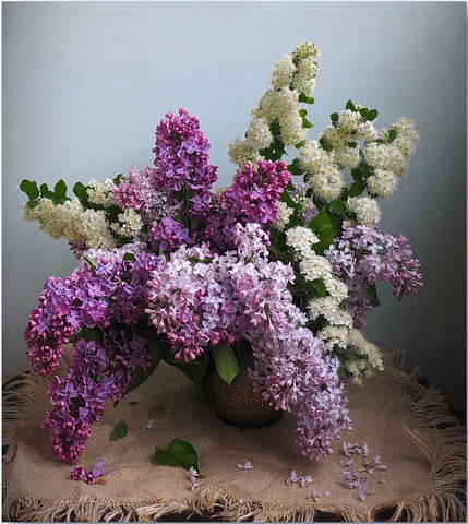Сирень