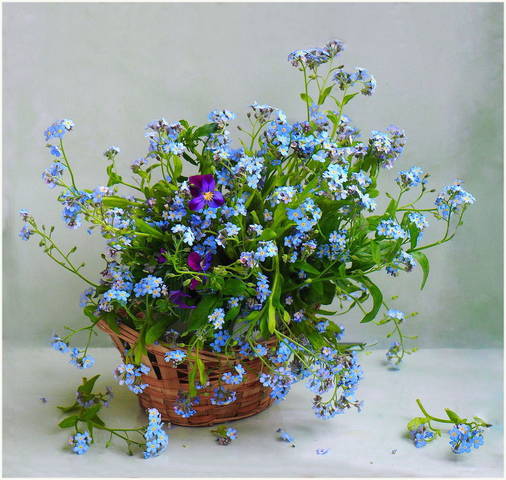 Незабудки