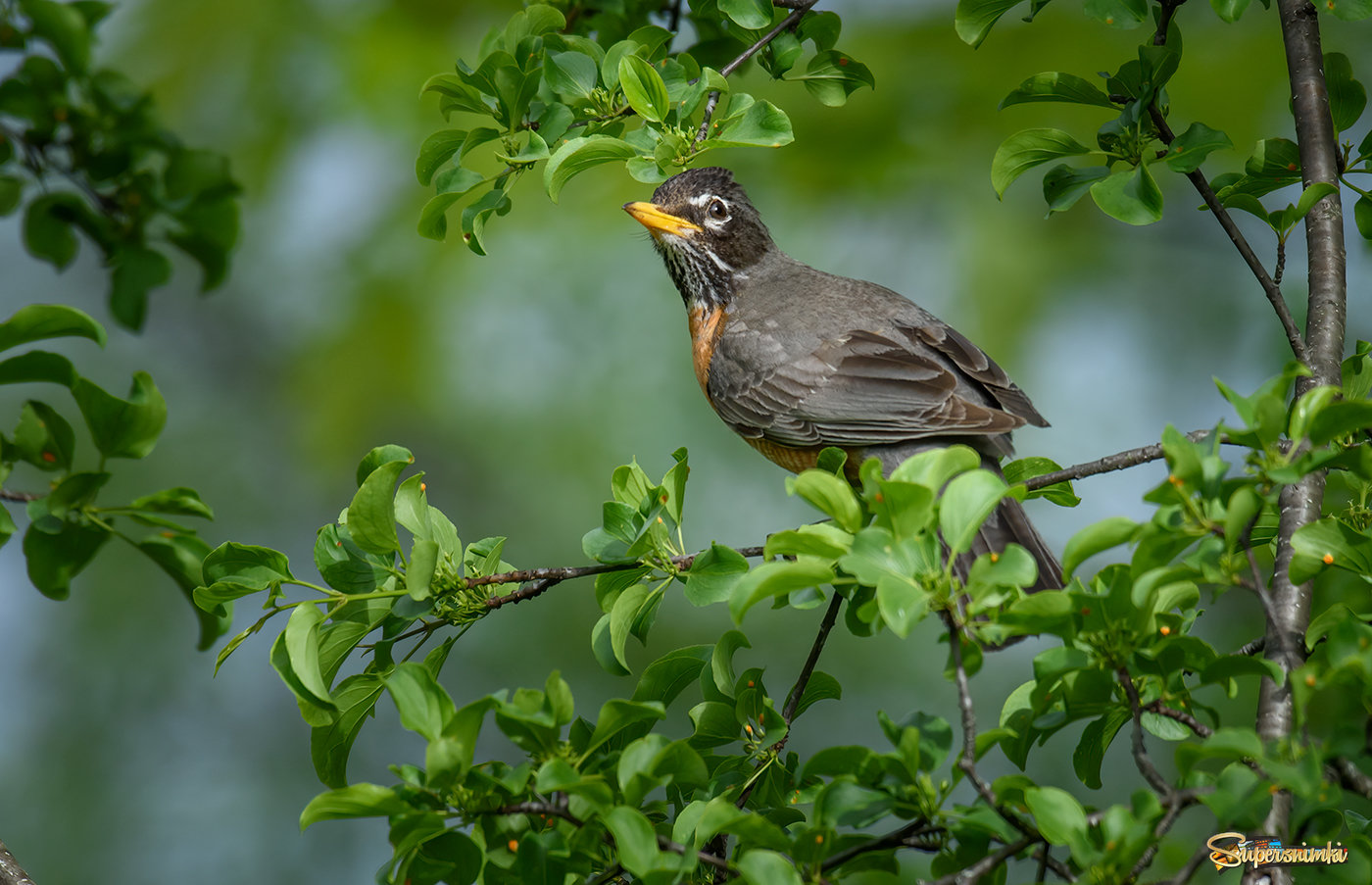 American robin (female)