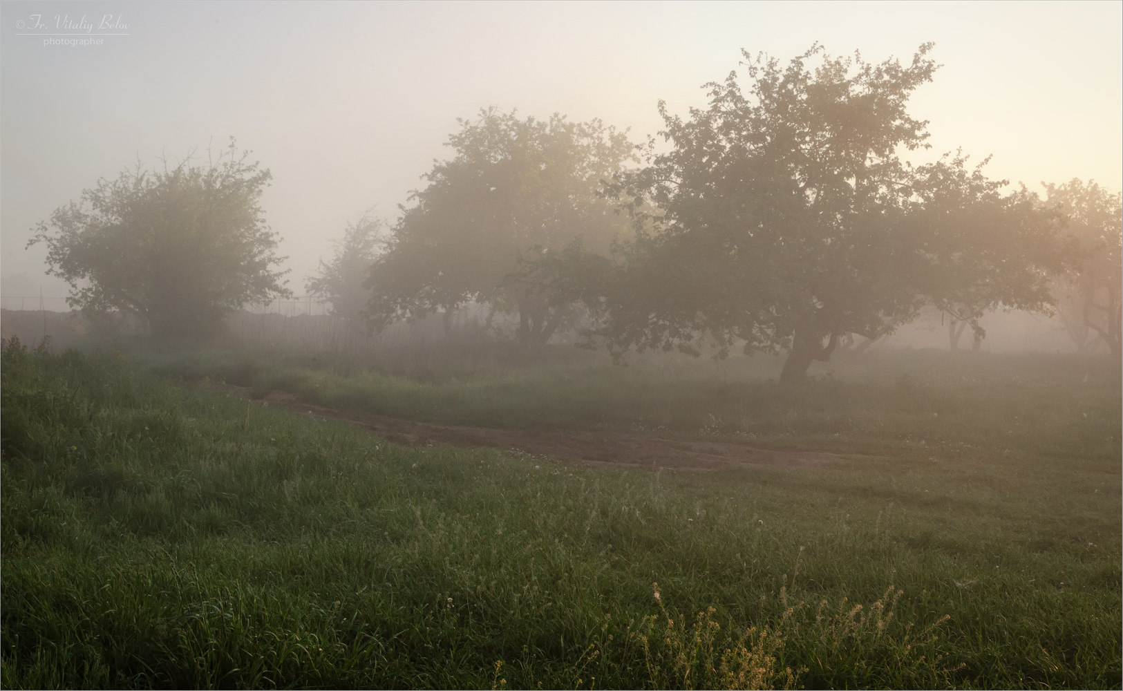 Утренний туман в яблоневом саду