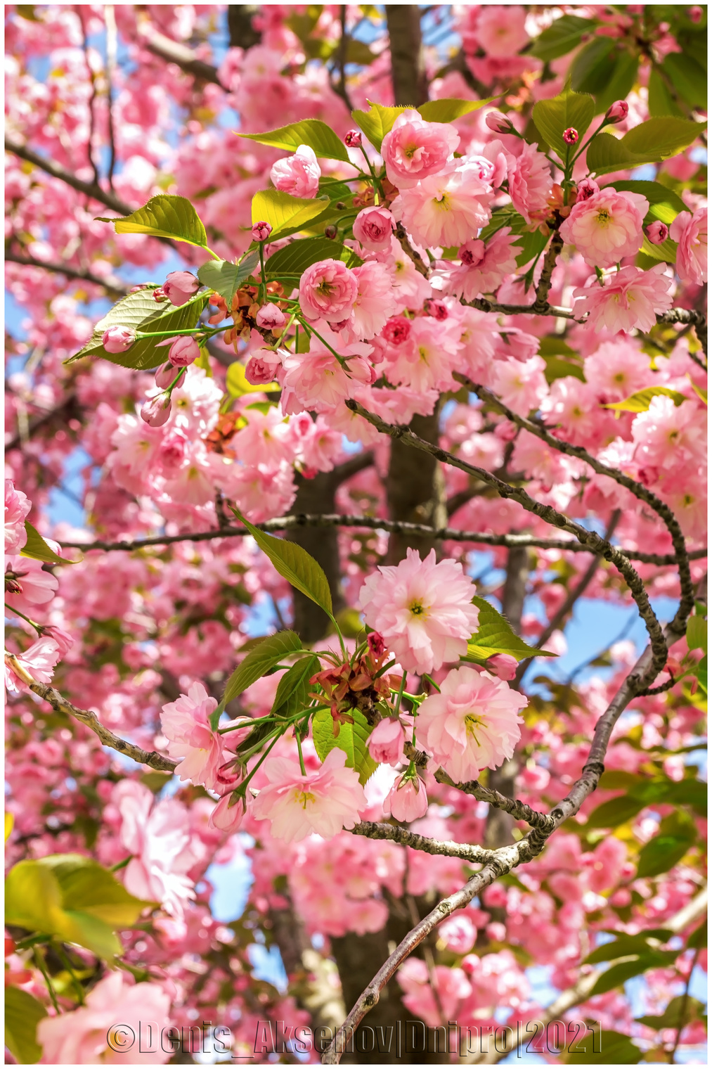 В весеннем цвете сакуры