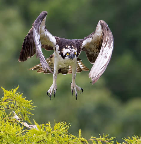 Скопа - Osprey