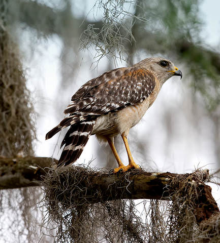 Red-shouldered Hawk -Красноплечий канюк