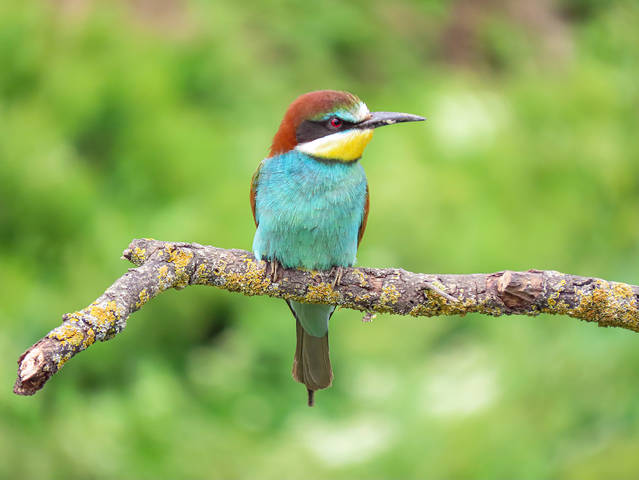 Золотистая щурка (Merops apiaster)