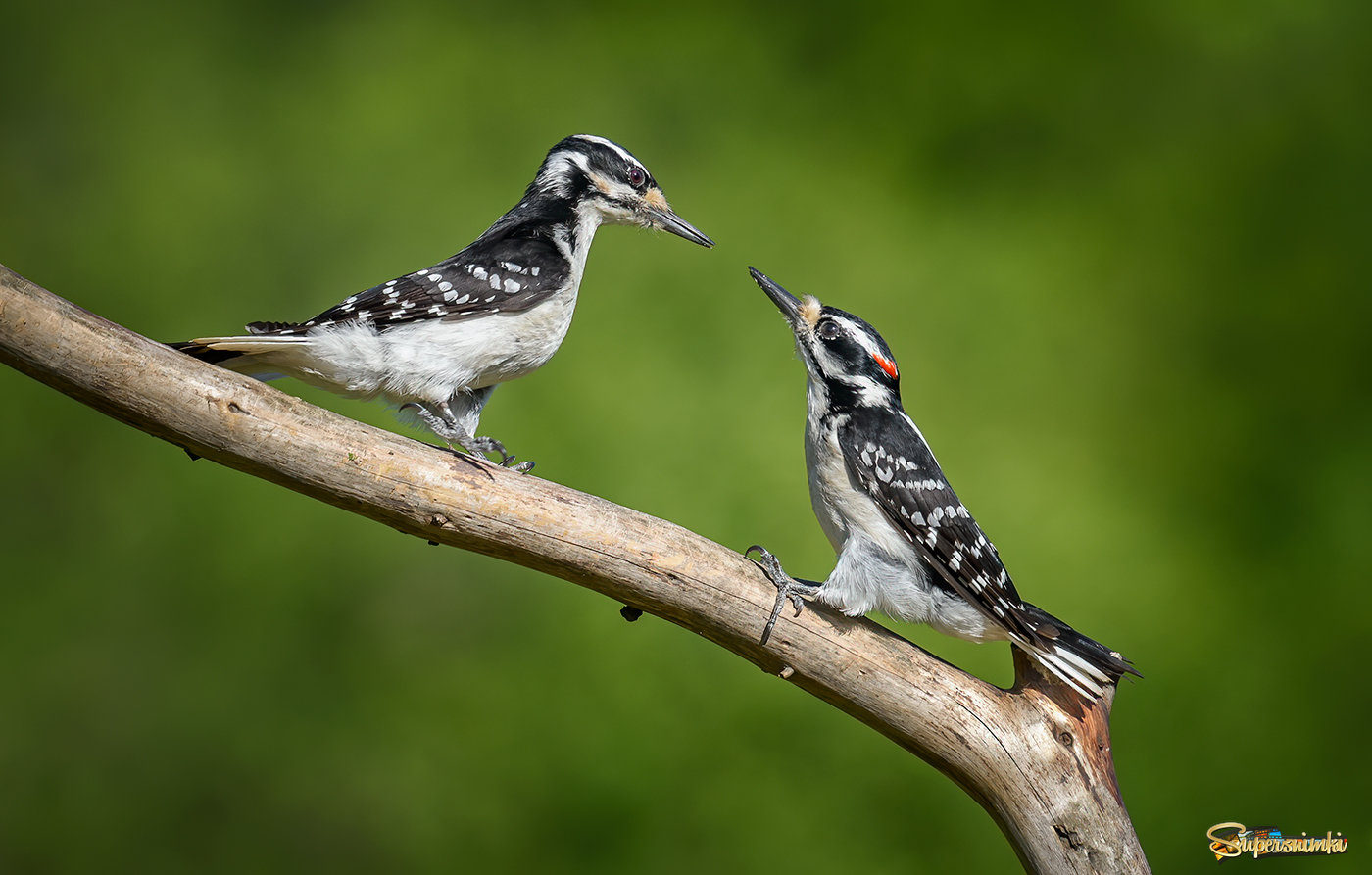 Hairy woodpecker (male & female)