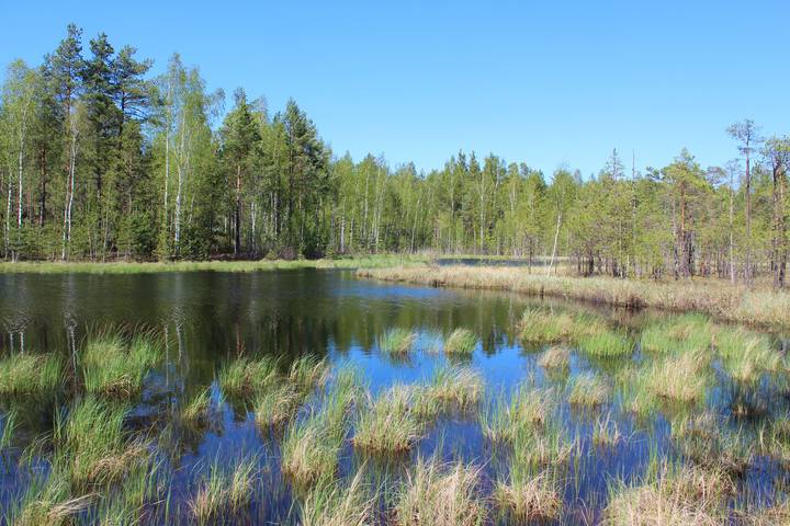 Лесные озера