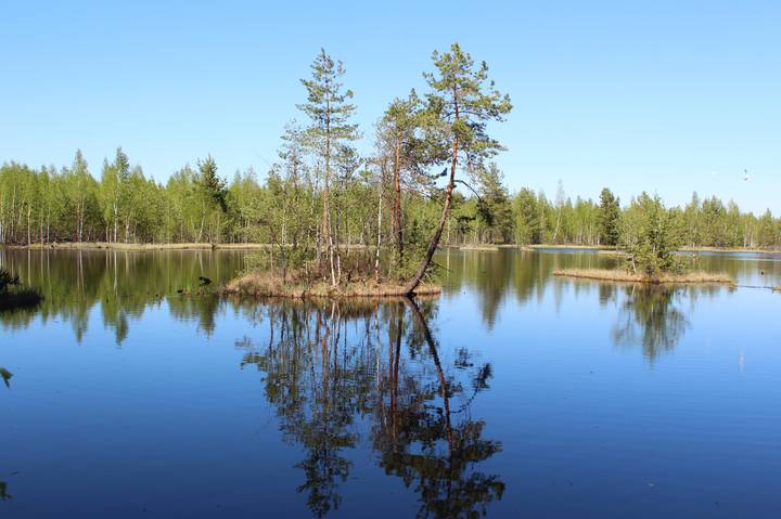 Лесные озера