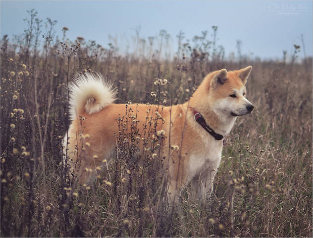 Юги на осеннем поле