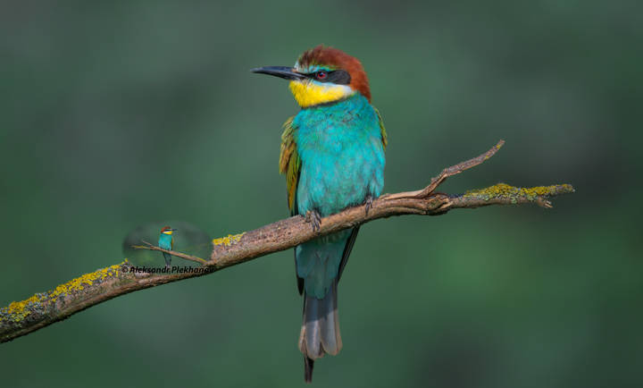 Wildlife