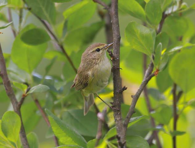 Камышевка садовая  ( Асrocephalus  dumetorum )