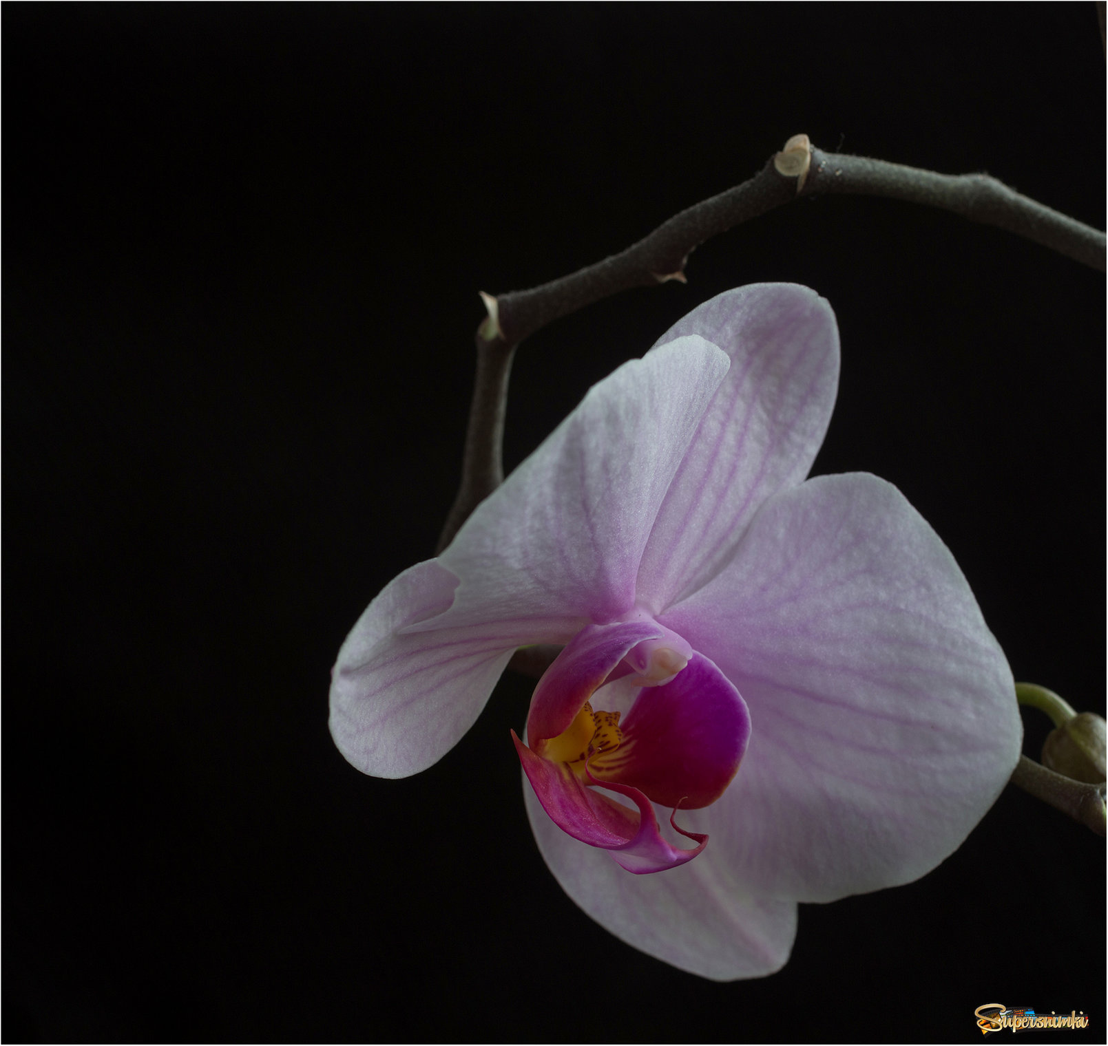 Просто орхидея