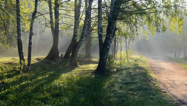 Утро в парке......