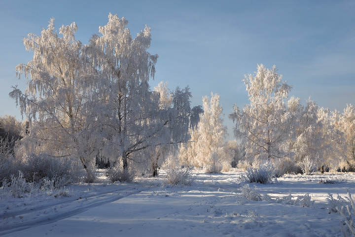 По дороге вдоль берёз