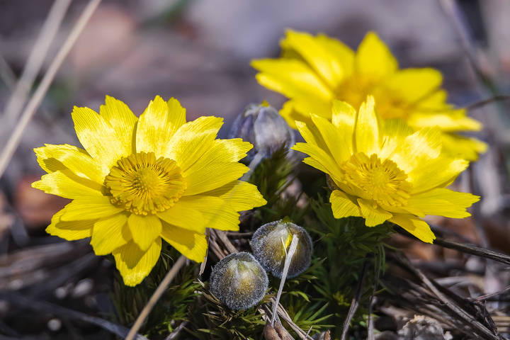 ГОРИЦВЕТ, ИЛИ АДОНИС ВЕСЕННИЙ