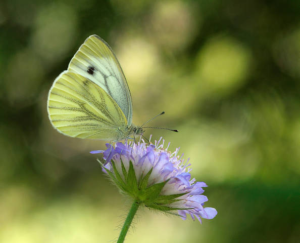 Pieridae