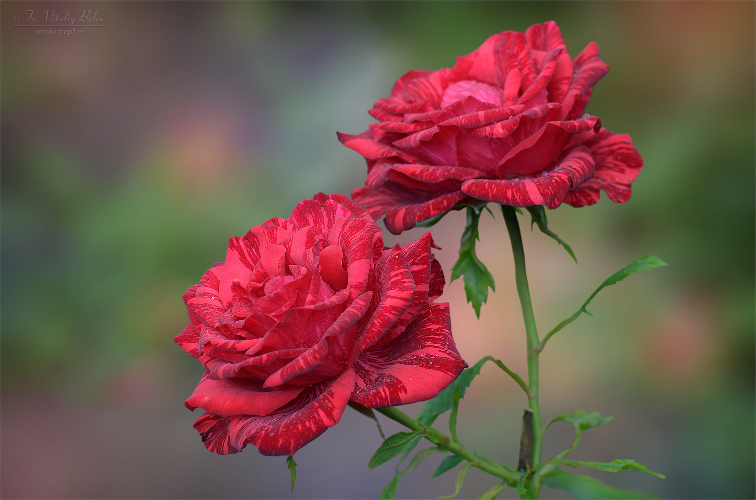 Яркие краски розы Ред Интуишн
