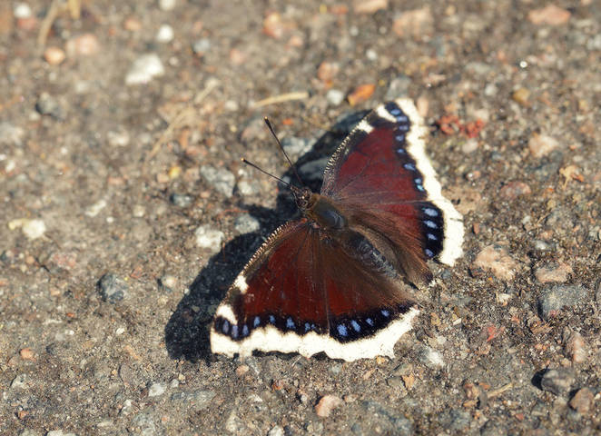 Nymphalis antiopa