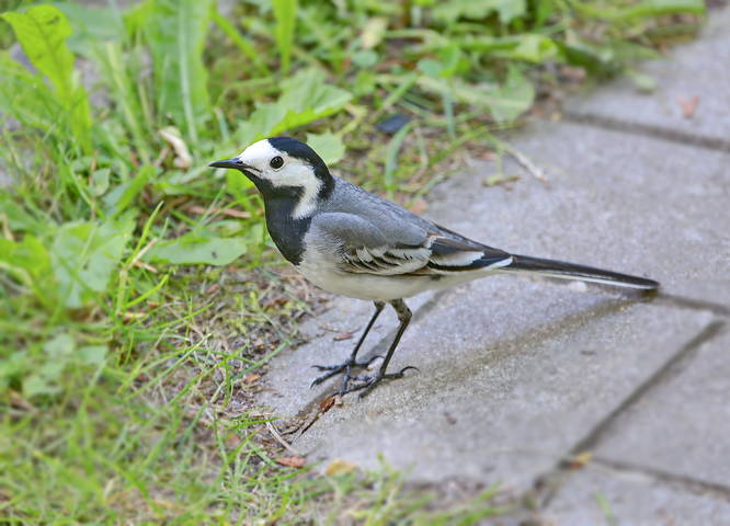 Трясогузка ( Motacillidae )