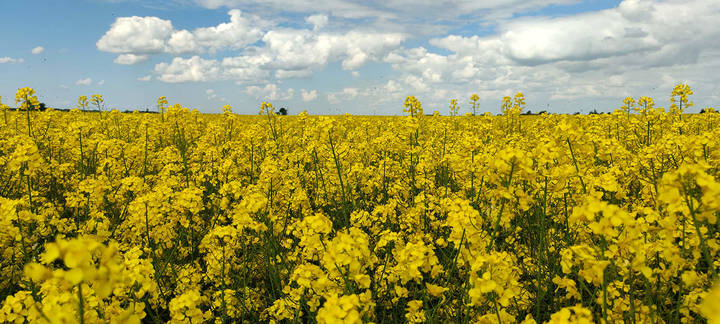 Рапсовое поле