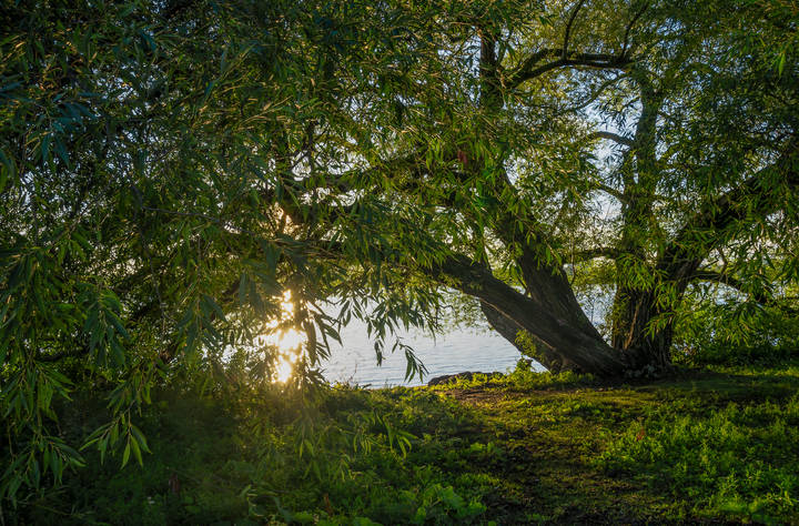 Хлорофил