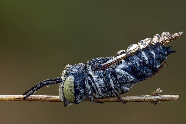 Сoelioxys
