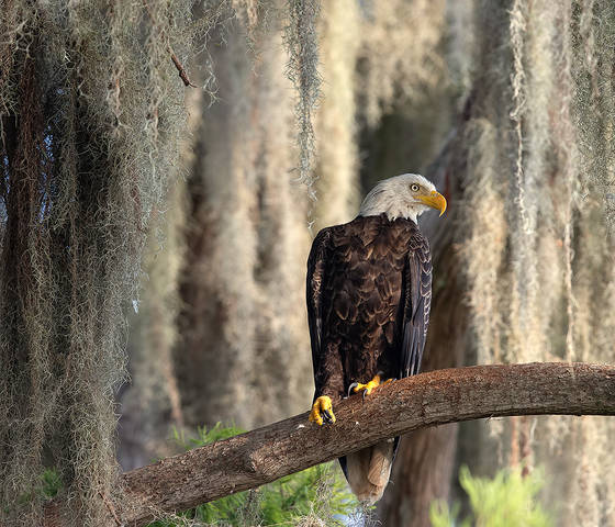 Bald Eagle - Белоголовый Орлан