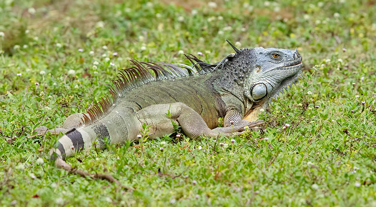 Iguana - Игуаны