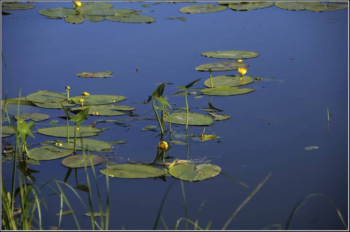 Природа