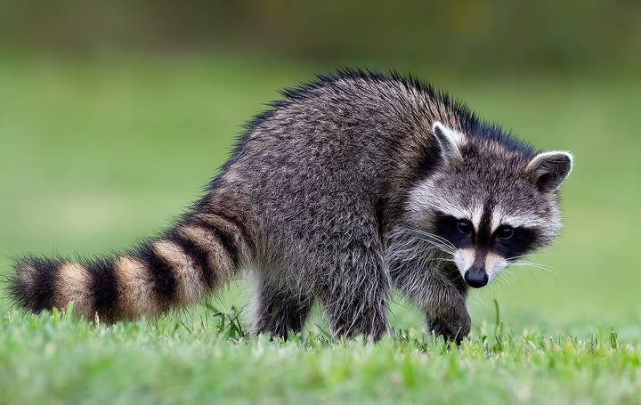 Young Raccoon. Енот-полоскун.