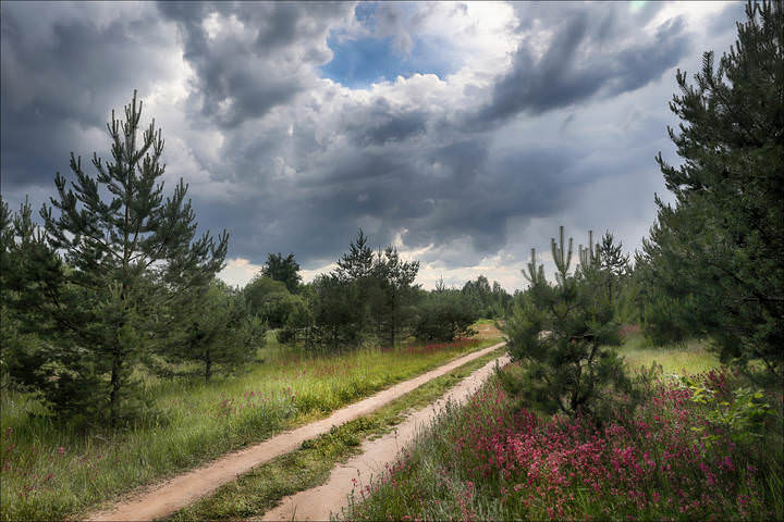 Летний день, июнь