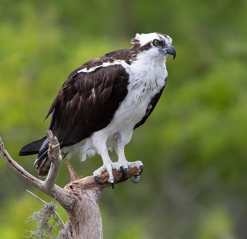 Osprey - Скопа