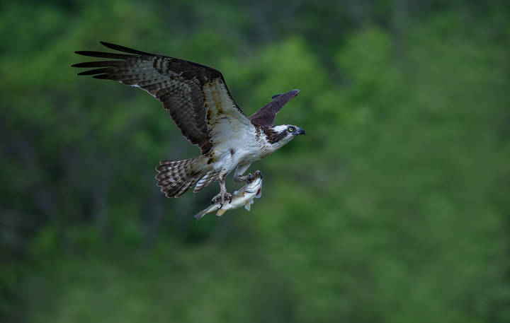 Osprey