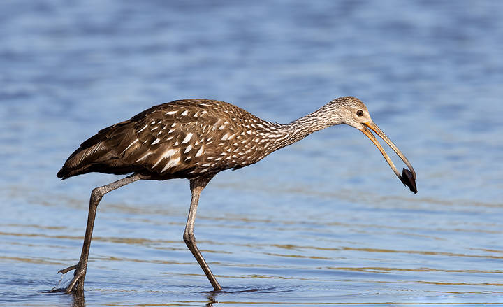 Limpkin - Арама, или пастушковый журавль