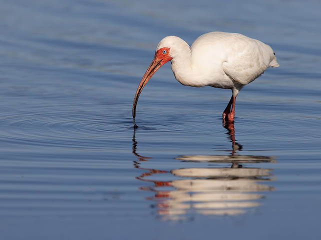 American White Ibis -Белый Ибис