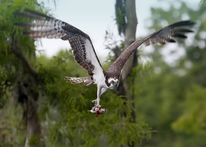 Скопа с добычей - Osprey