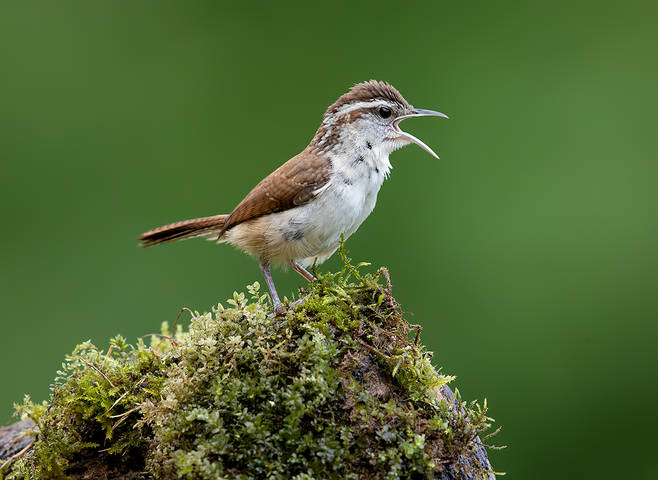 Крапивник Каролинский - Carolina Wren