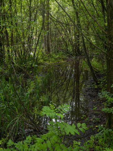 ...в дебрях 2...