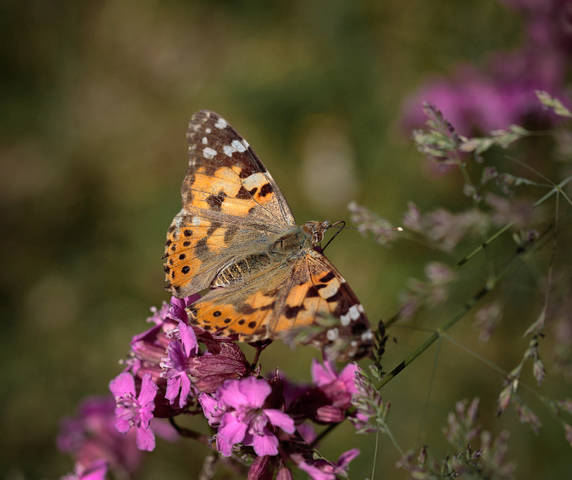 Nymphalidae