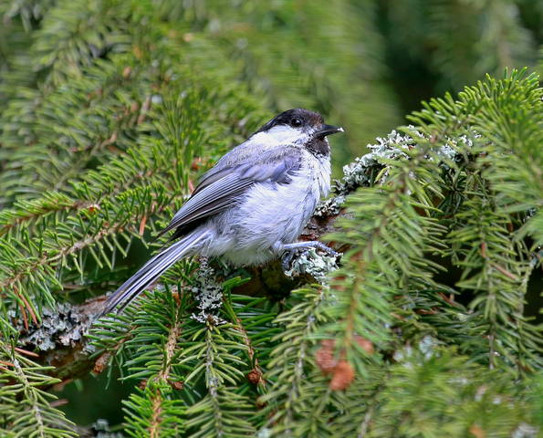 Черноголовая гаичка ( Parus palustris )