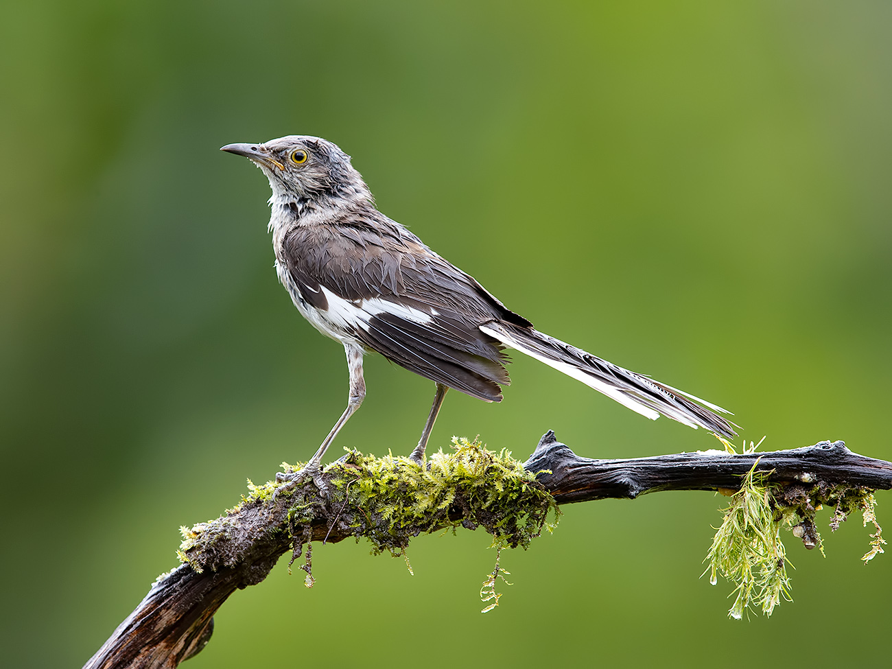 Многоголосый пересмешник - Northern Mockingbird