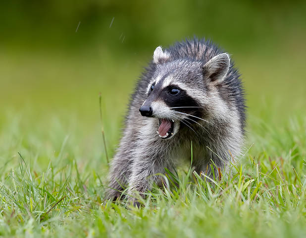 Енот-полоскун -Raccoon
