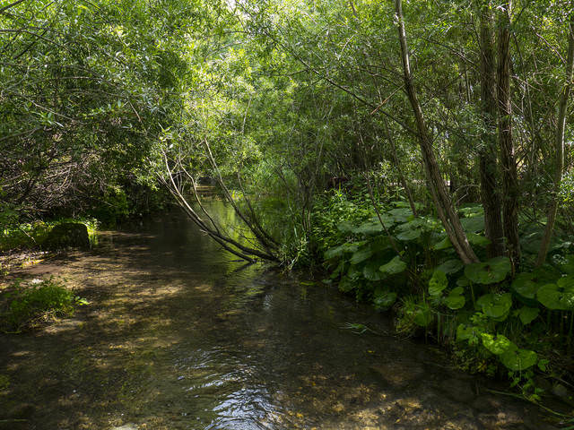 Утренний ручей.