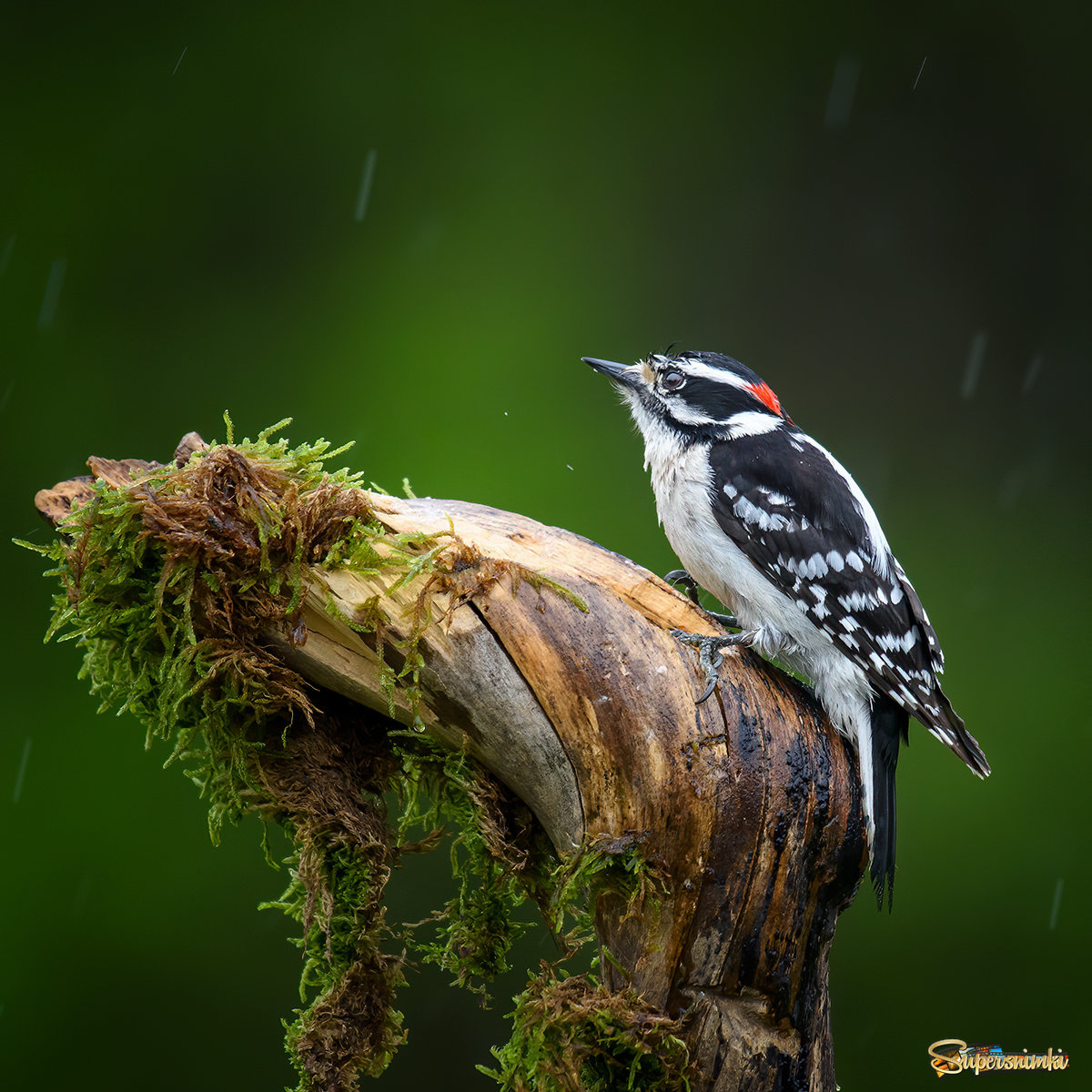 Downy woodpecker (male )