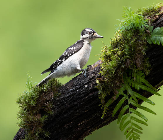 Downy woodpecker. New Guest